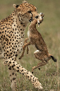 Cheetah%20hunting%20Thompson%20Gazelle-060203%20RAW